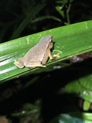 Rhinella festae