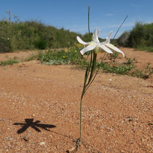 Image of Threadstalk Tulp (Moraea filicaulis) by (c) Kevin Murray, some rights reserved (CC BY)
