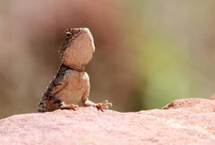 Agama armata