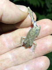 Pristimantis ventrimarmoratus