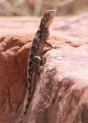 Agama armata