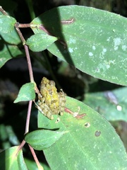 Pristimantis prolatus