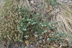 Telephium imperati