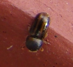 Trypodendron