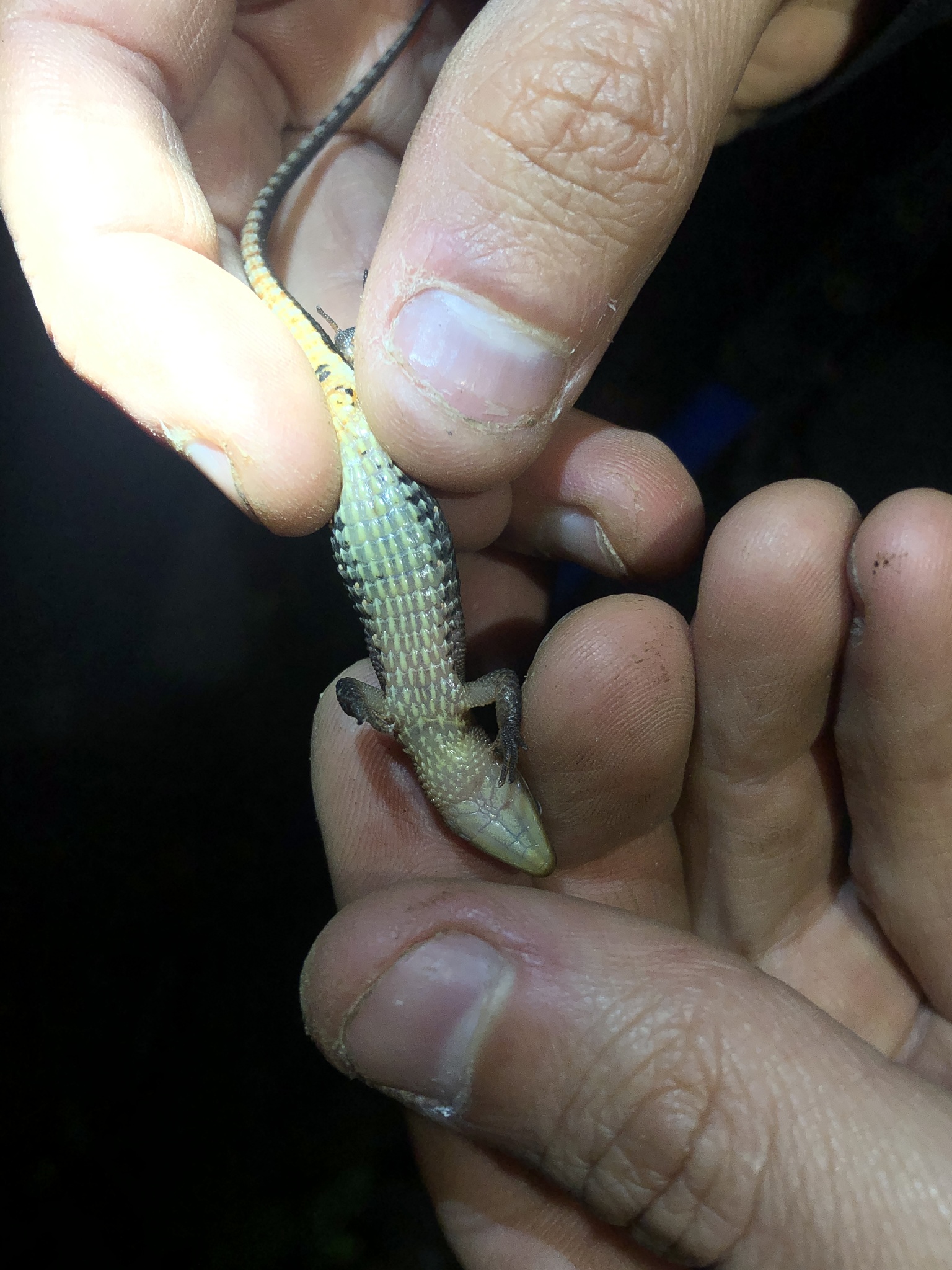 Alopoglossus atriventris Duellman, 1973