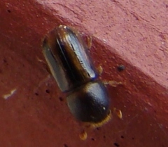 Trypodendron
