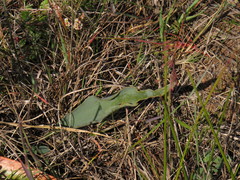 Eriospermum lanceifolium