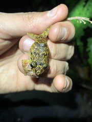 Pristimantis incomptus