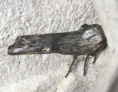 Lithomoia germana