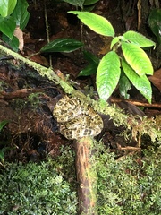 Bothrops taeniatus