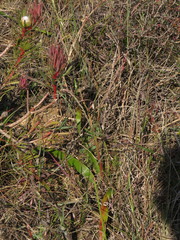 Trachyandra muricata