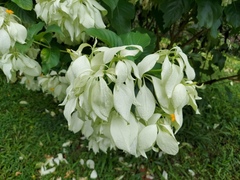 Mussaenda philippica