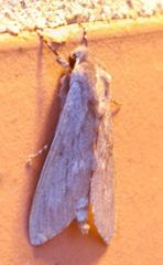 Lapara coniferarum
