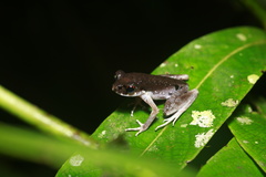 Leptobrachella gracilis