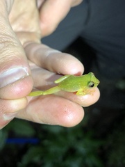 Pristimantis petersioides