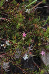 Diastella proteoides