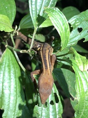 Gelanesaurus flavogularis