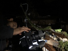 Panacanthus cuspidatus