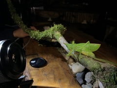 Panacanthus cuspidatus