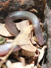 Atractaspis bibronii