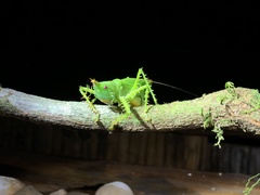 Panacanthus cuspidatus