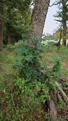 Chenopodiastrum simplex