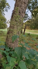 Chenopodiastrum simplex