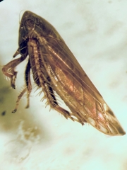 Cicadellidae