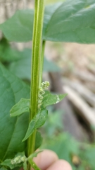 Chenopodiastrum simplex