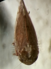 Cicadellidae