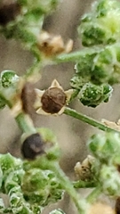 Chenopodiastrum simplex