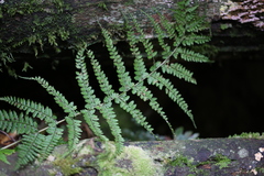 Athyrium delavayi