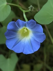 Ipomoea cardiophylla