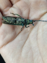 Aromia moschata moschata