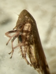 Cicadellidae