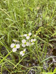 Sagittaria graminea graminea