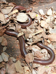 Afrotyphlops bibronii