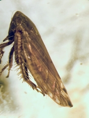 Cicadellidae
