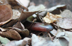 Afrotyphlops bibronii