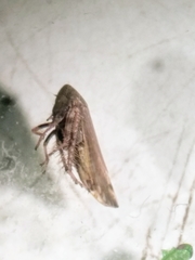 Cicadellidae