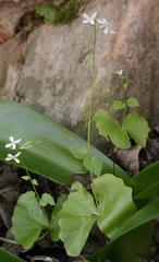 Chamira circaeoides