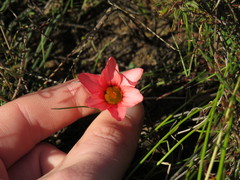 Romulea hirsuta