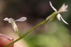 Chamira circaeoides