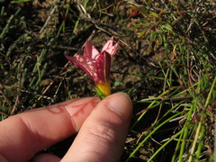 Romulea hirsuta