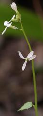 Chamira circaeoides