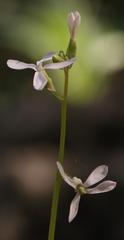 Chamira circaeoides