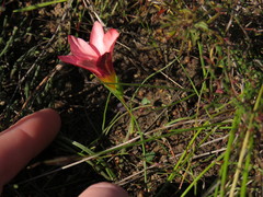 Romulea hirsuta