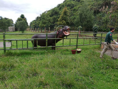 Hippopotamidae