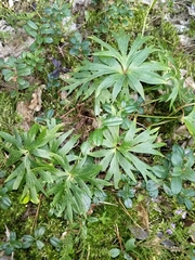 Pulsatilla patens