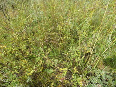 Thalictrum squarrosum